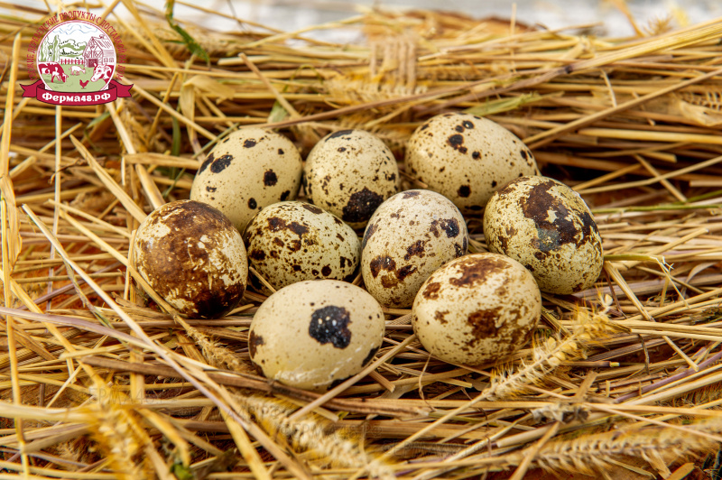 Яйцо перепелиное. Яйца перепелиные Тульский перепел 20 шт. Яйца перепелиные «золотые» 20 шт. Яйца 20 штук.